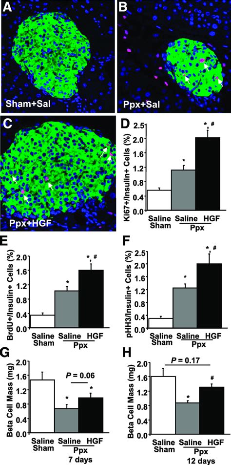 B Cell Proliferation In Ppx Wt Mice Treated With Saline Or Hgf A C