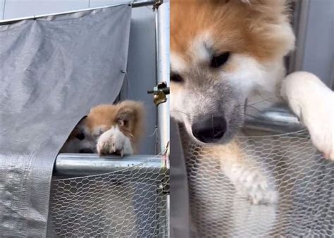 もう一回催促しちゃうかわいさ！秋田犬が見せた飼い主さんが帰ってきた時の顔出しがかわいすぎる！ Cube ニュース