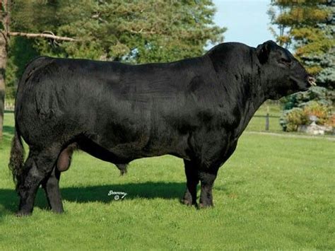 Wow Beautiful Black Angus Bull Great Confirmation Braford Cattle