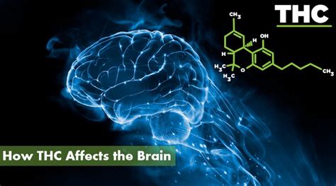 How THC Affects the Brain - 10Buds