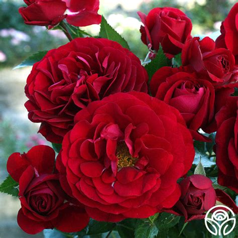 Bordeaux Rose - Floribunda - Lightly Fragrant – Heirloom Roses