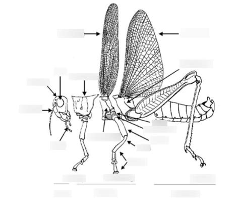 Insect Anatomy Diagram | Quizlet