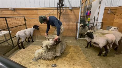 Shearing Sheep YouTube