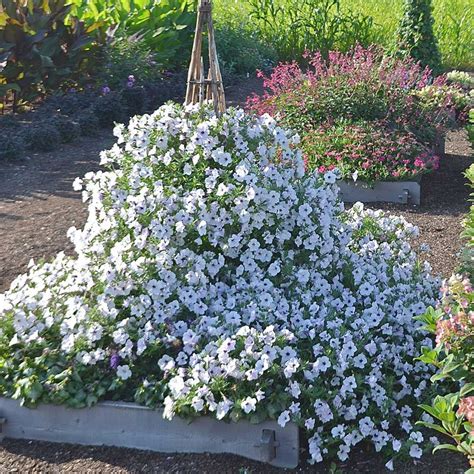 Petunia Tidal Wave® Silver | White Flower Farm