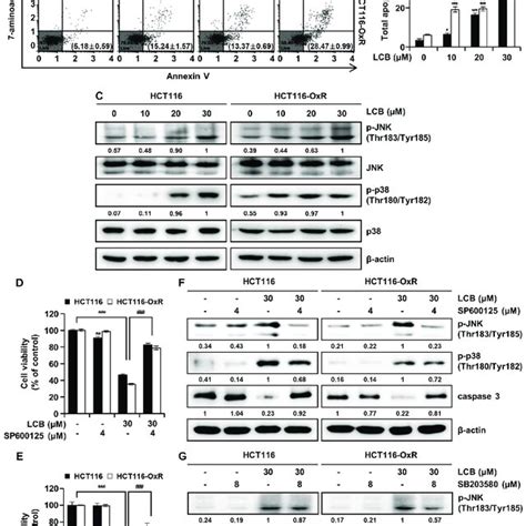 Lcb Induces Apoptosis And Causes Phosphorylation Of Jnkp38 Mapk In