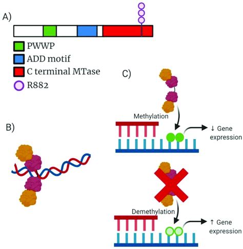 Analysis Of Dnmt A Molecular Structure Active Tetramer Structure