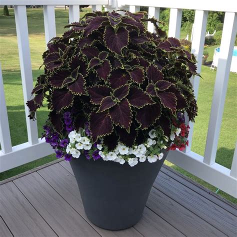 Colorblaze® Wicked Witch™ Coleus Order Online