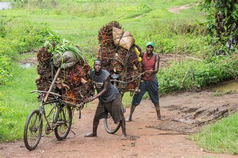 How African palm oil boosts livelihoods and protect forests | World ...