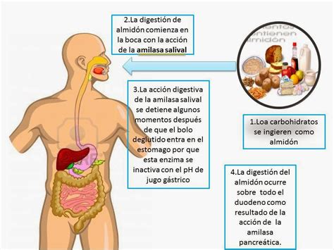 Blog De Fisiología Básica De Osel Alonso García Angulo Digestion Y