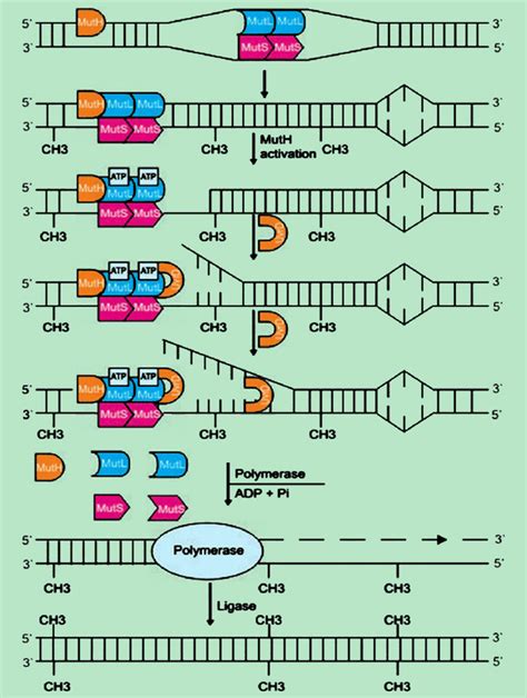 Schematic Diagram Of MMR The Mismatch Is Recognized By The MutS