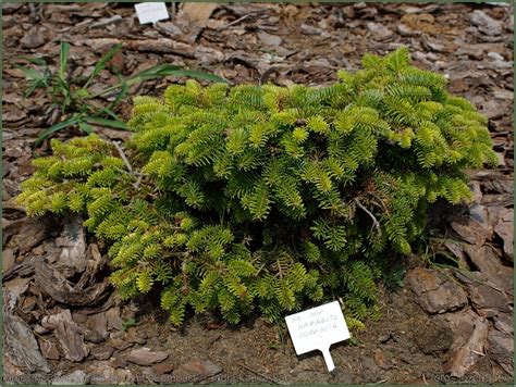 Plant Gallery Encyklopedia Roślin Abies Nordmanniana Barabits Compact Jodła Kaukaska