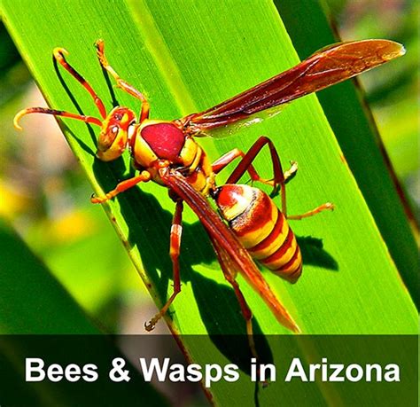 Bees Wasps Hornets Oh My Legacy Pest Control