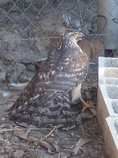 Found this intruder in the chicken coop, Andalusia, Spain : r/pics