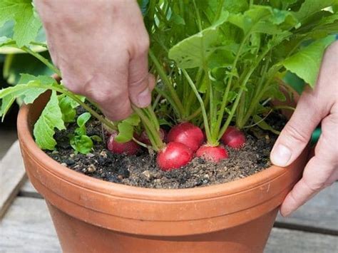 Everything About Growing Radishes In Containers Pots