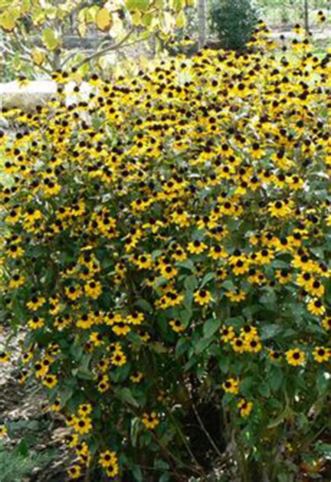 Rudbeckia triloba