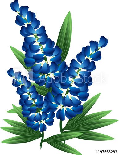 Bluebonnet Flower Drawing | Free download on ClipArtMag