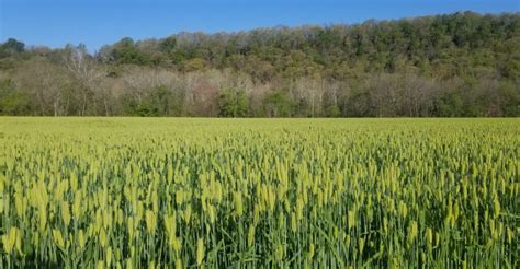 Winter Cover Crops – Headwaters SWCD