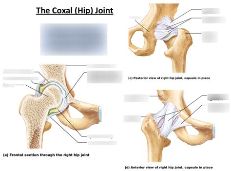 Lab 5 Coxal Hip Joint Diagram Quizlet