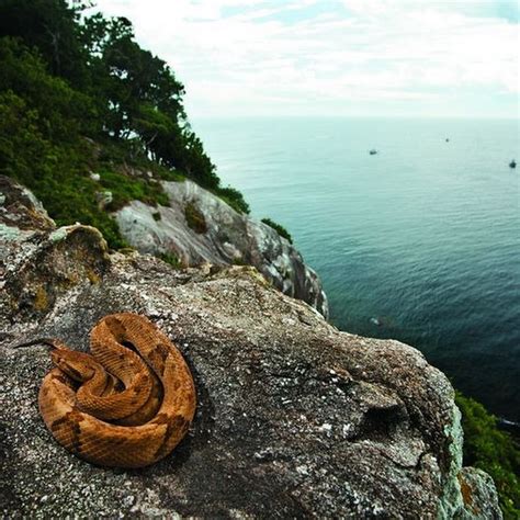 Ilha Da Queimada Grande The Snake Island Amusing Planet