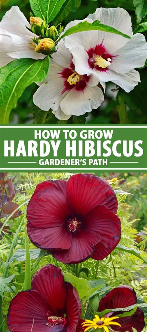 How To Grow And Care For Hardy Hibiscus Flowers Hardy Hibiscus