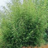 Buy Online Fargesia Robusta Clumping Bamboo Plants For Your Garden
