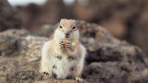 Chipmunk eating nuts, frontal view 26237692 Stock Video at Vecteezy