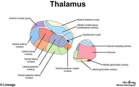 Thalamus | Sensory Relay and Nuclei Function Brain Center