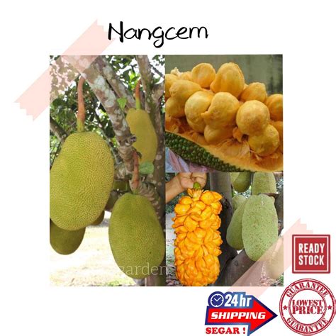 (GG real plant) anak pokok nangcem ^cempedak nangka Cepat berbuah ...