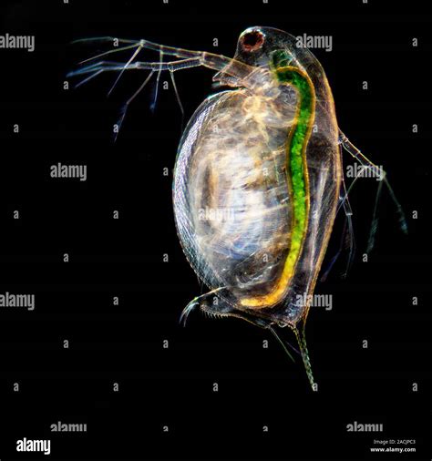 Water flea. Macrophotograph of a water flea (Daphnia sp.), showing its internal organs. The gut ...