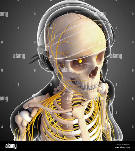 Illustration Of Female Head Skeleton With Nervous System Stock Photo