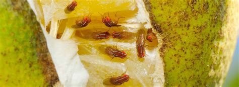 Signs of a Fly Infestation | Rentokil Pest Control