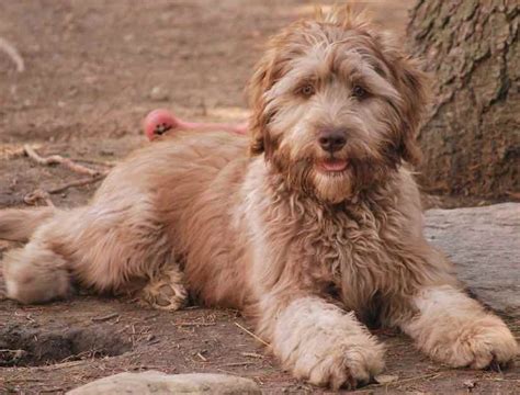 Labradoodle designer dog breed - Labs x Poodles hybrid - info and images