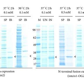 Optimization Of Protein Expression Lane M Seeblue Plus Pre Stained