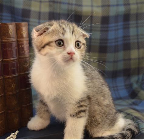 Scottish-fold-kittens | Texas | Starla's Cats