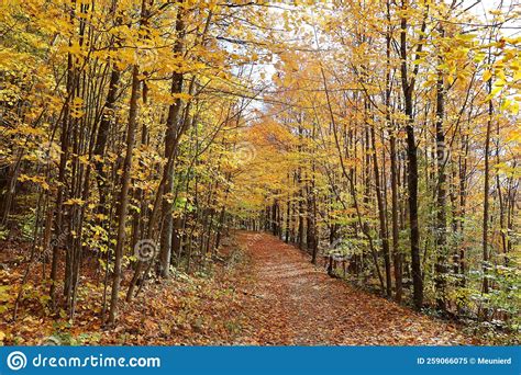 North America Fall Landscape Eastern Townships Bromont Stock Image