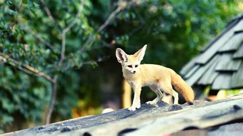 Housing and Care Requirements for Fennec Foxes – All Small Pets