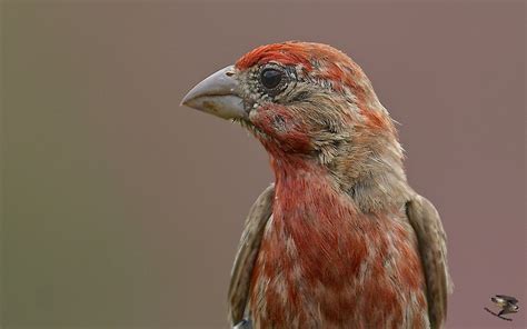 House Finch | BirdForum