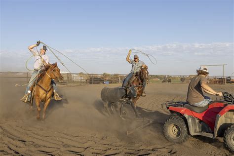 Ag Institute Aes Rodeo Practice Roping Dummy Cow 04 Flickr