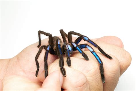 Jewel Of The Forest New Electric Blue Tarantula Species Discovered In