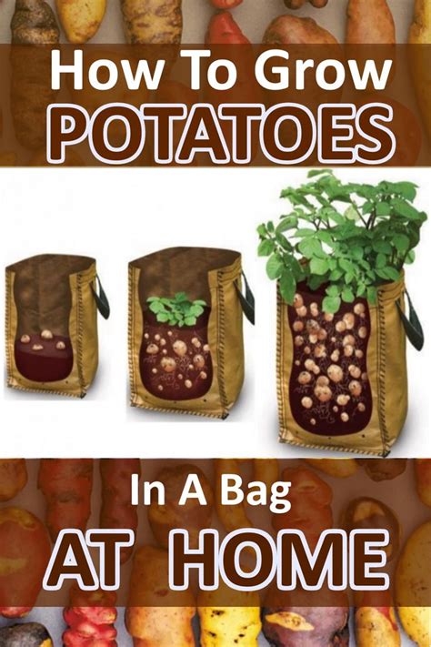 How To Grow Potatoes In A Bag Fast Growing Plants