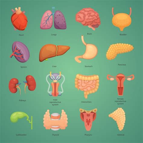 Conjunto de órgãos humanos dos desenhos animados anatomia do corpo