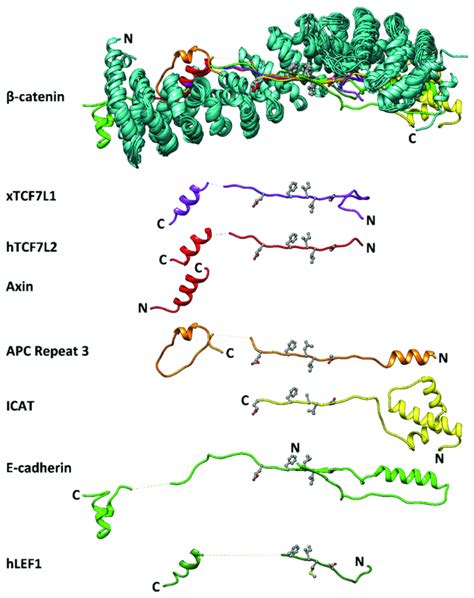 Interactions Of β Catenin And Its Partner Proteins Schematic Showing Download Scientific