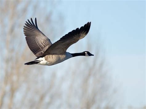 Canada Goose Migration: A Complete Guide | Birdfact