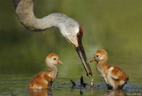 Photo Of The Day Sandhill Crane Chicks • The National Wildlife