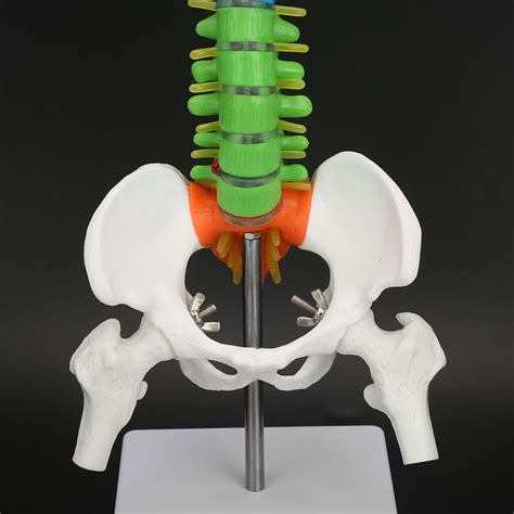 Human Spine Model New Colored Life Size Flexible Anatomical Human