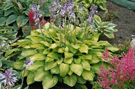 Hosta Gold Standard Jardissimo