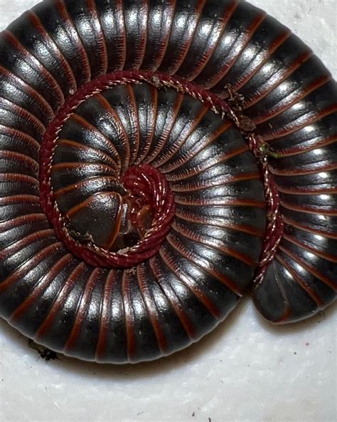 Giant Millipede Face