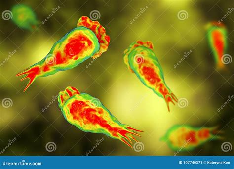 Cerveau Consommation De L Infection D Amibe Trophozites Du Fowleri De