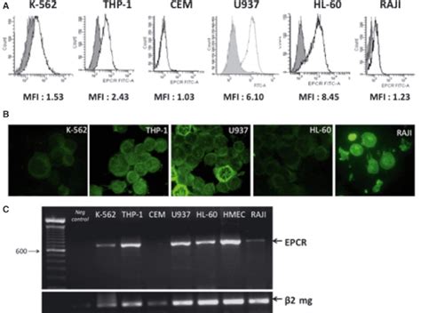 Epcr Expression By Leukemic Cell Lines A Epcr Flow Cytometry