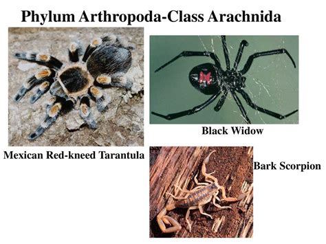 Arachnida